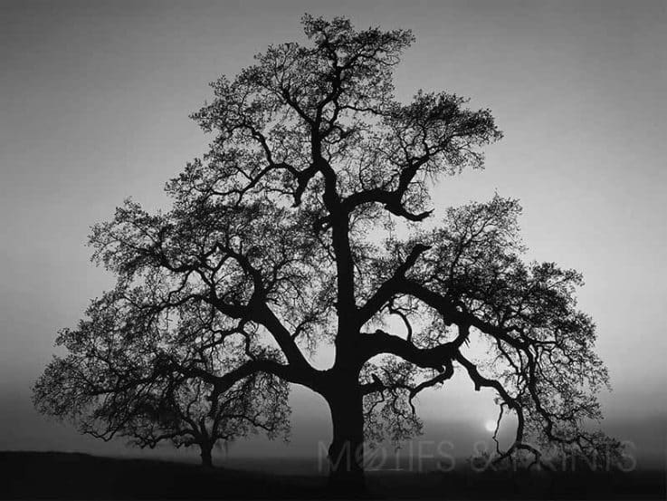 Ansel Oak Tree