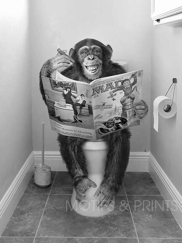 Chimpanzee On Toilet