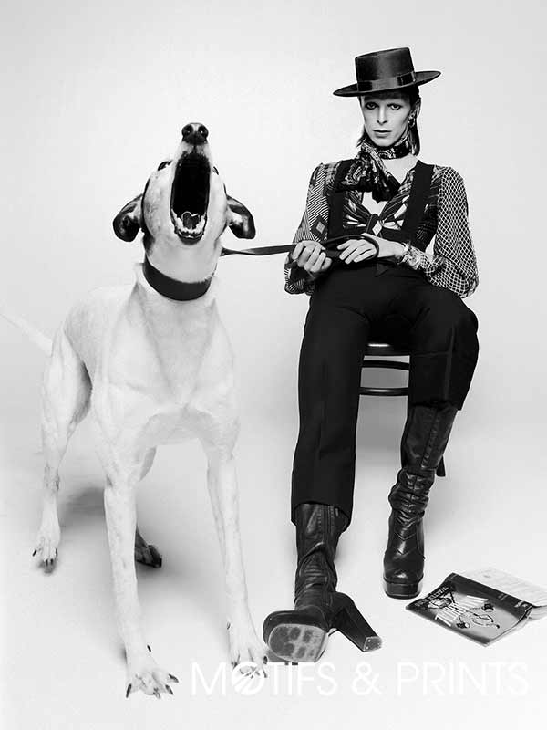 David Bowie Dog