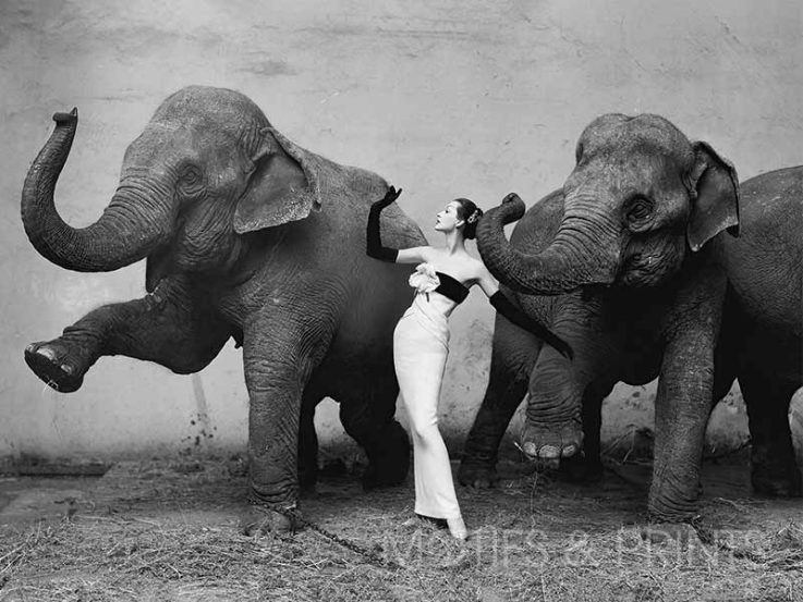 Dovima With Elephants Hor
