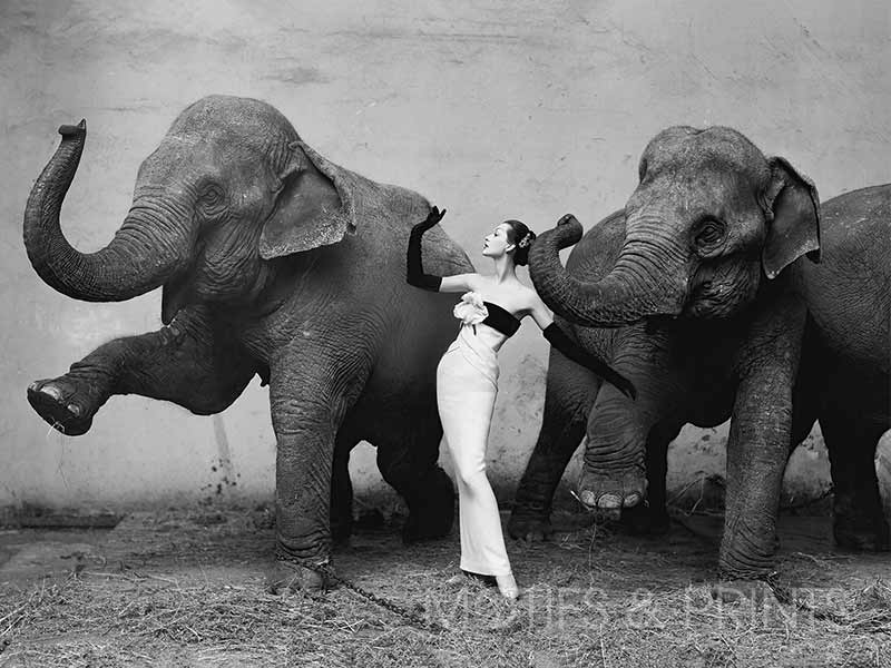 Dovima with Elephants – Motifs and Prints