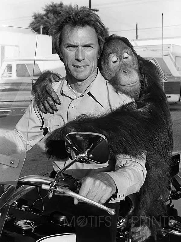 Eastwood Orangutan
