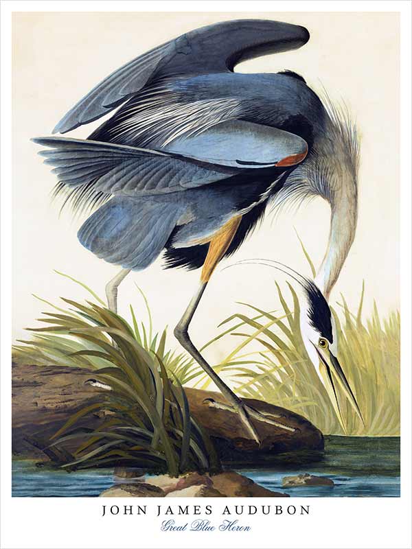 Great Blue Heron1a