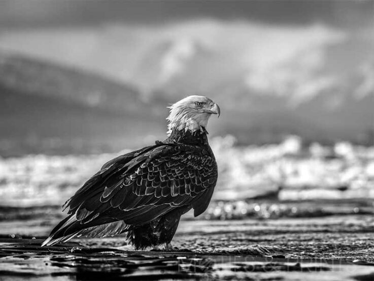 The Bird On The Beach