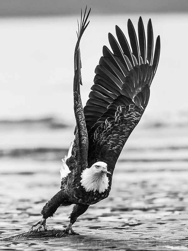 Eagle