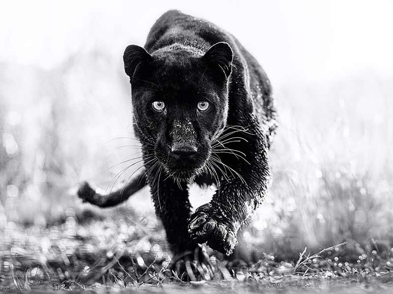 panther walking